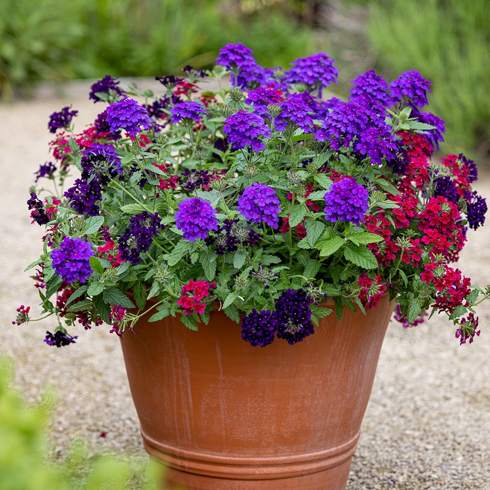 <i>Verbena</i> <b class=small-caps>Endurascape Dark Purple</b> ('Balendakle') 