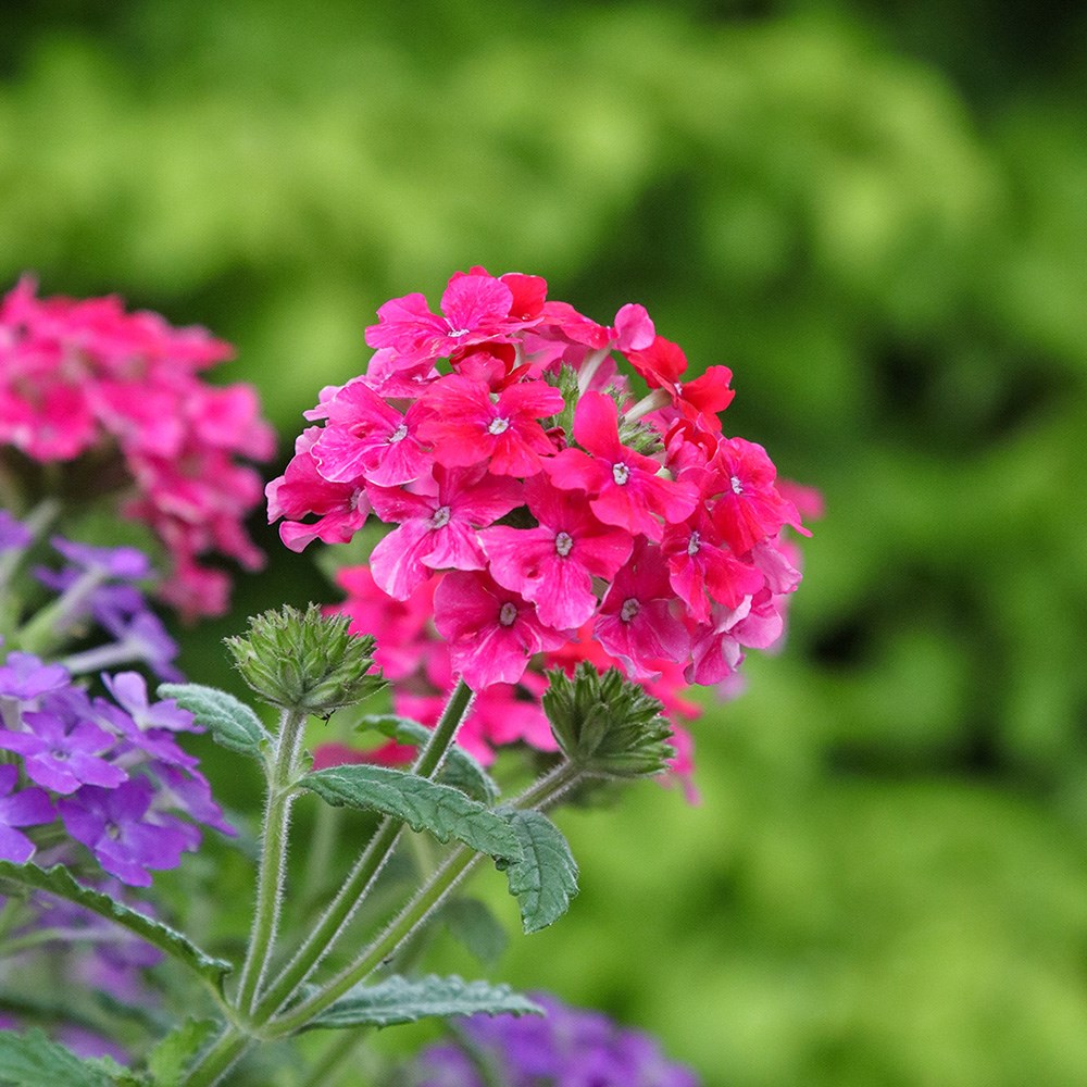 <i>Verbena</i> <b class=small-caps>Endurascape Hot Pink</b> ('Balendopin')