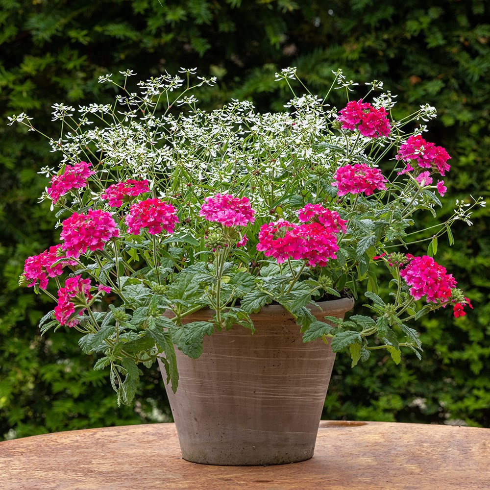 <i>Verbena</i> <b class=small-caps>Endurascape Hot Pink</b> ('Balendopin')