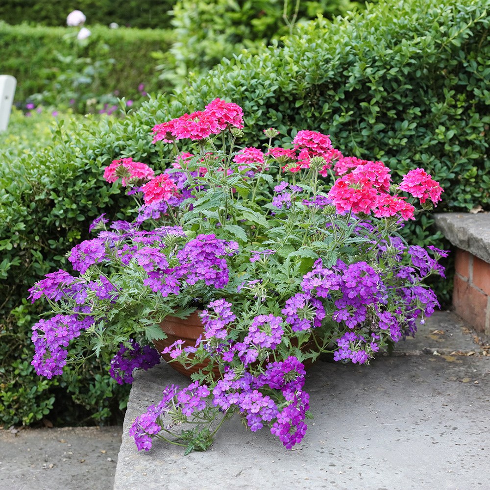 <i>Verbena</i> <b class=small-caps>Endurascape Hot Pink</b> ('Balendopin')