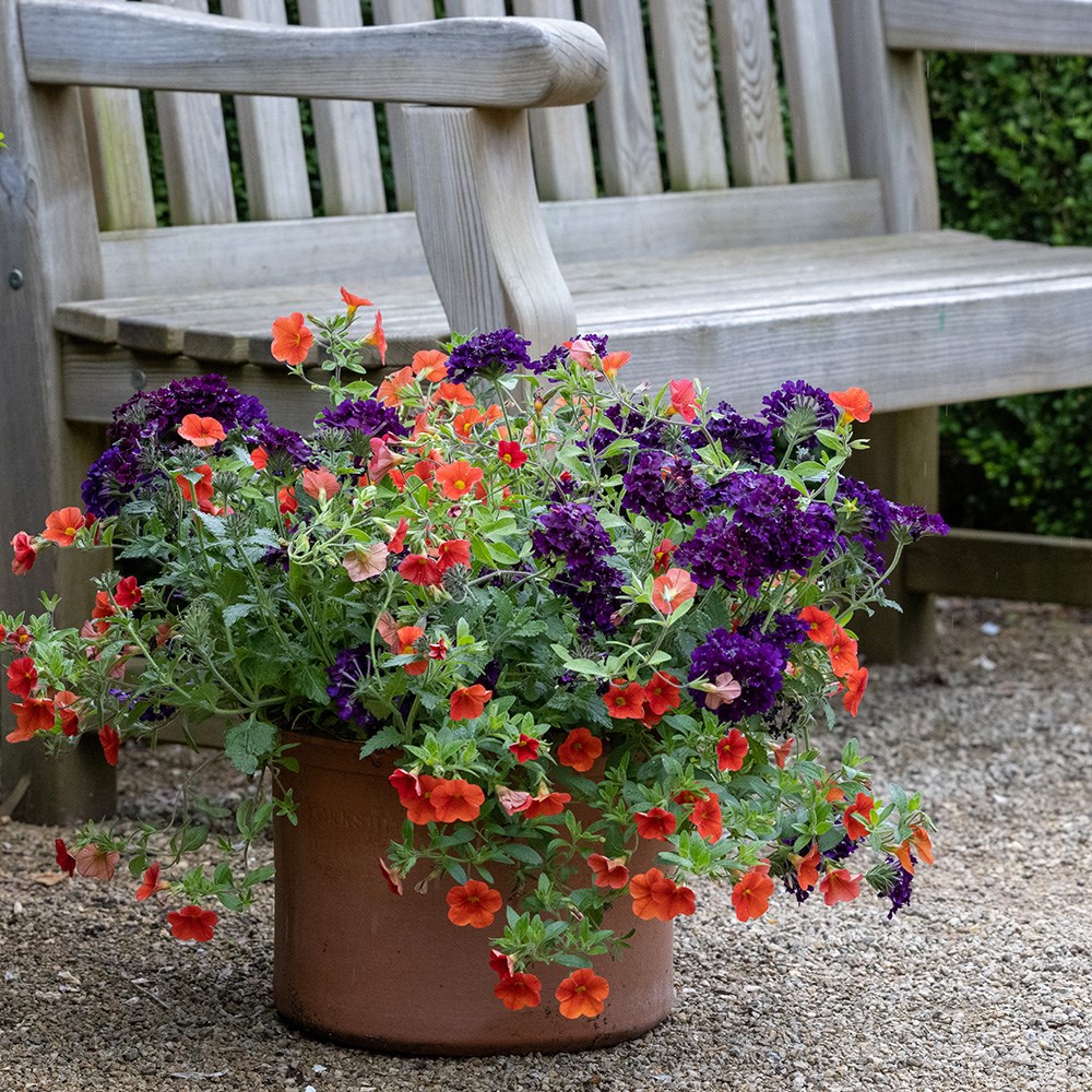 <i>Verbena</i> 'Showboat Midnight' (Showboat Series)
