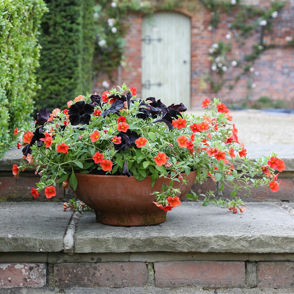 Chocolate orange container plant collection