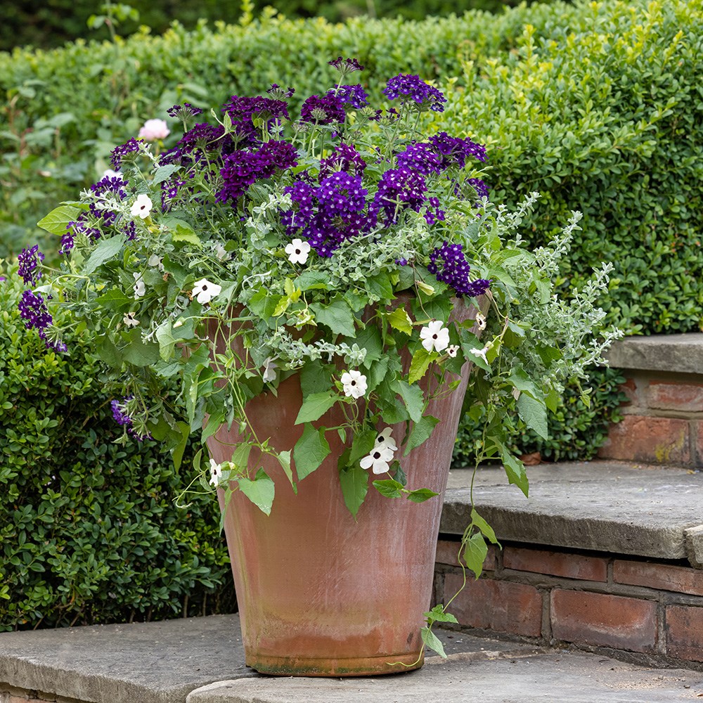 Midnight shadows container plant collection