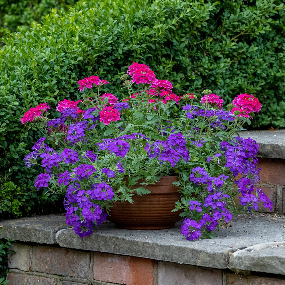Pink & purple container plant collection
