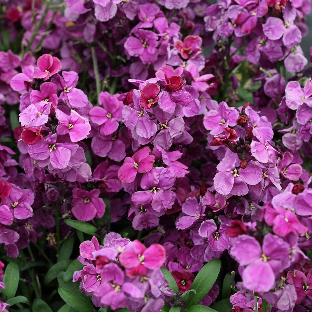 wallflower 'Sugar Rush Purple Bicolour' F1