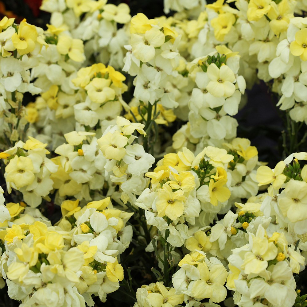 wallflower 'Sugar Rush Primrose' F1