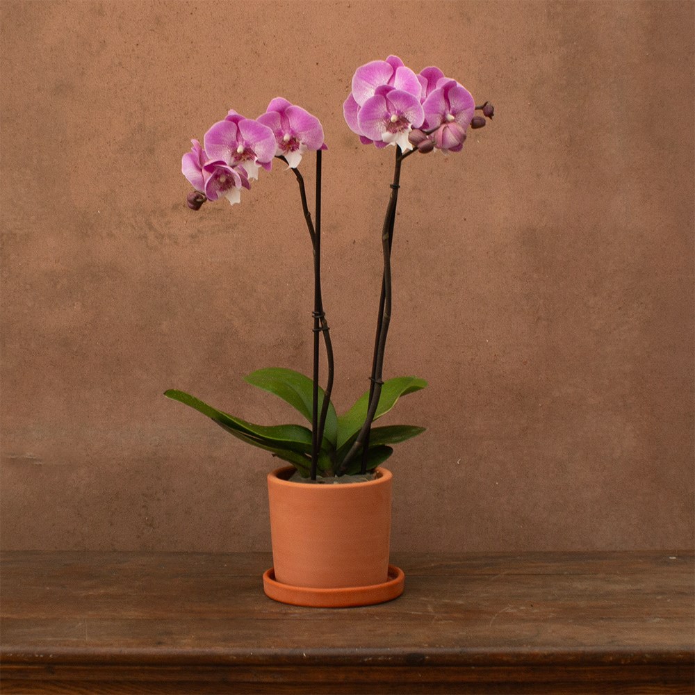 Phalaenopsis Hendrix | Orchid