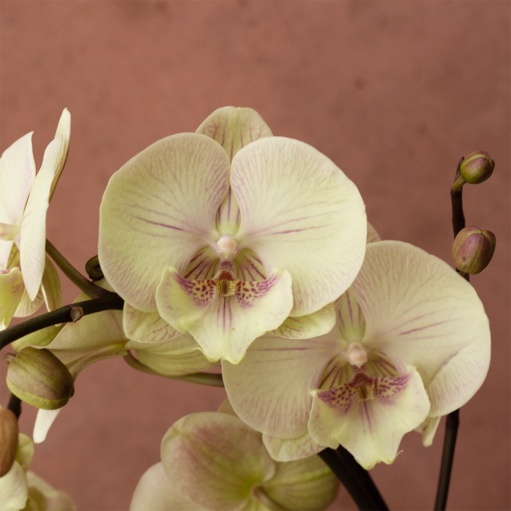 Phalaenopsis Turner | Orchid