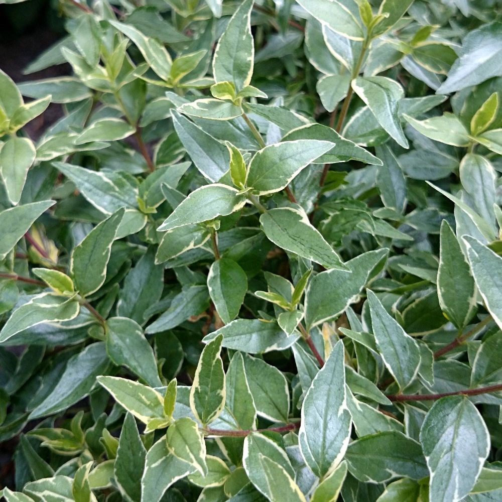 <i>Abelia</i> × <i>grandiflora</i> <b class=small-caps>Lucky Lots</b> ('Wevo2') (PBR)