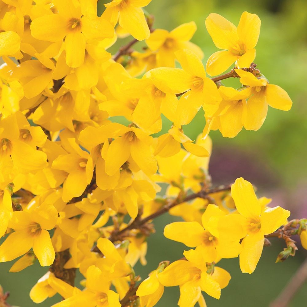 <i>Forsythia</i> × <i>intermedia</i> <b class=small-caps>Week End</b> ('Courtalyn')
