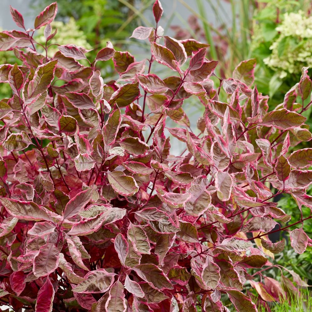 <i>Cornus alba</i> <b class=small-caps>Miracle</b> ('Verpaalen2') (PBR)
