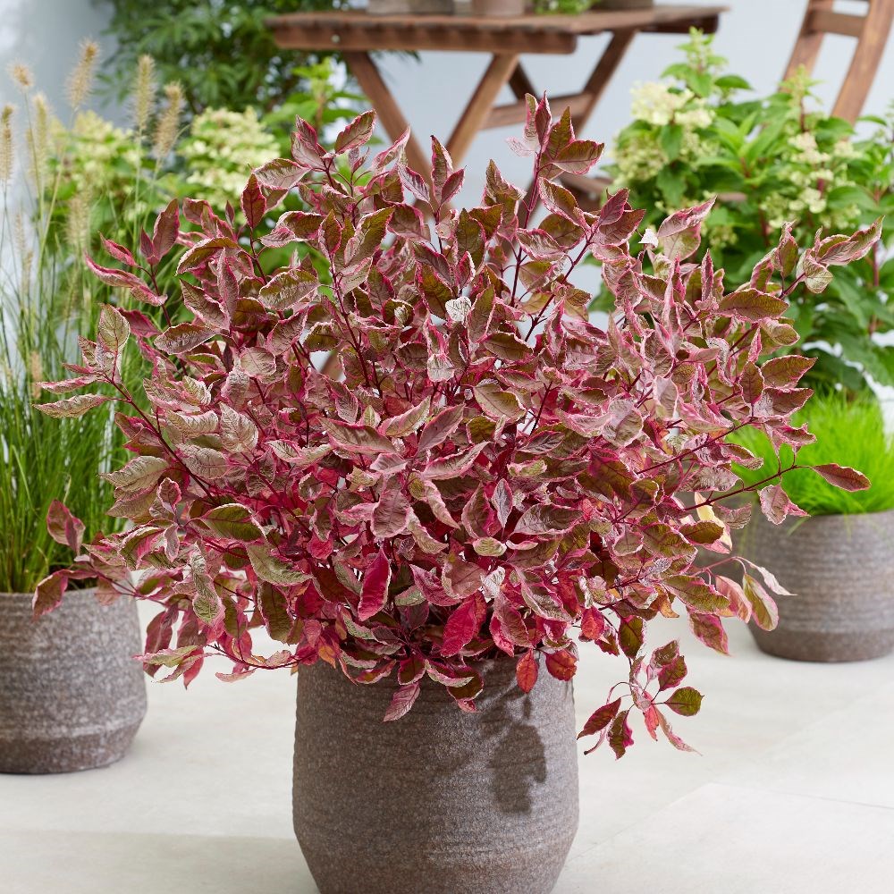 <i>Cornus alba</i> <b class=small-caps>Miracle</b> ('Verpaalen2') (PBR)
