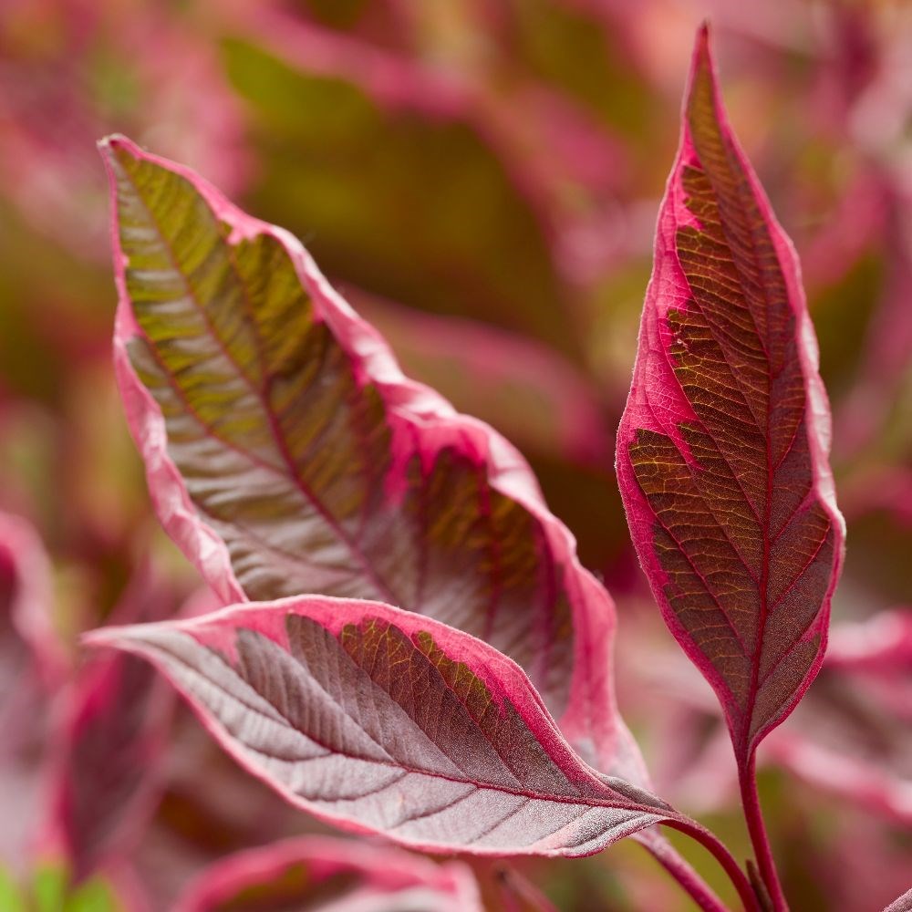 <i>Cornus alba</i> <b class=small-caps>Miracle</b> ('Verpaalen2') (PBR)