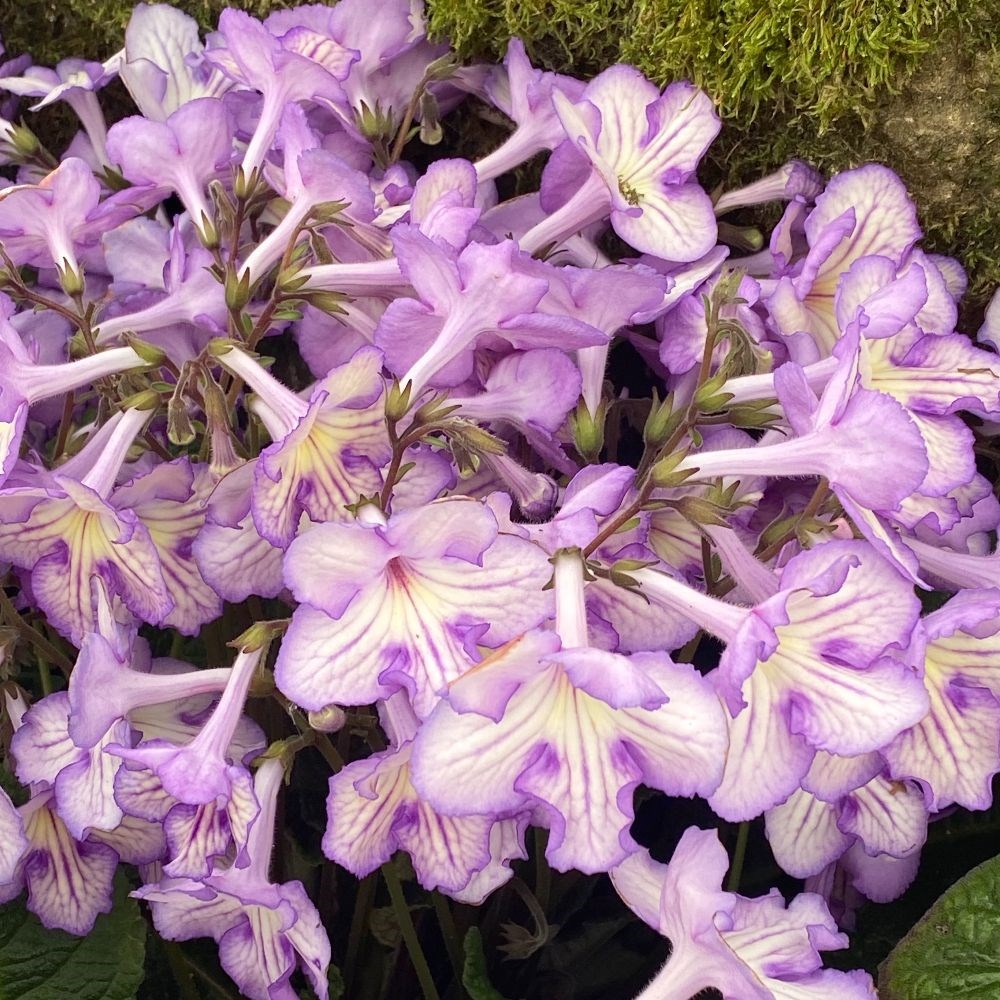 <i>Streptocarpus</i> 'Mabel'
