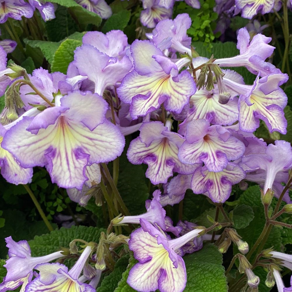 <i>Streptocarpus</i> 'Mabel'