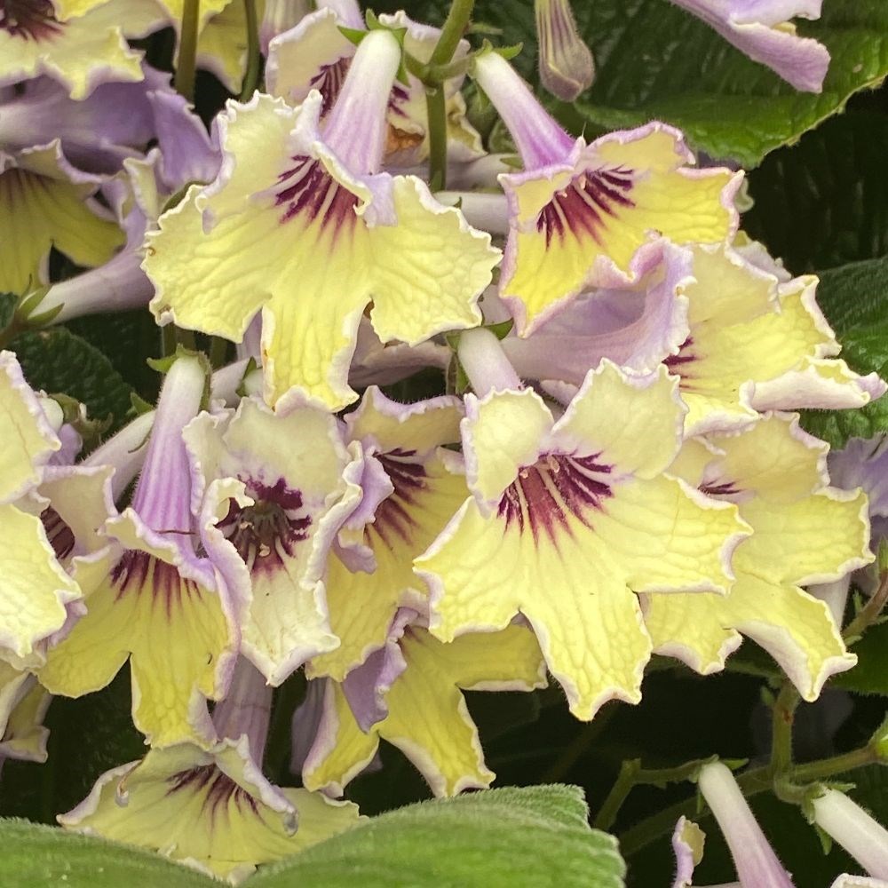 <i>Streptocarpus</i> 'Lemon Sorbet'