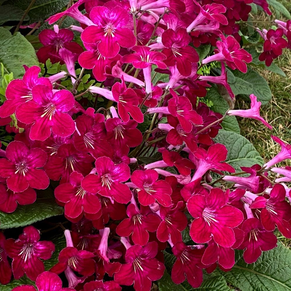 <i>Streptocarpus</i> 'Hope'