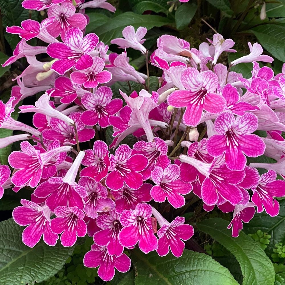 <i>Streptocarpus</i> 'Celebration'