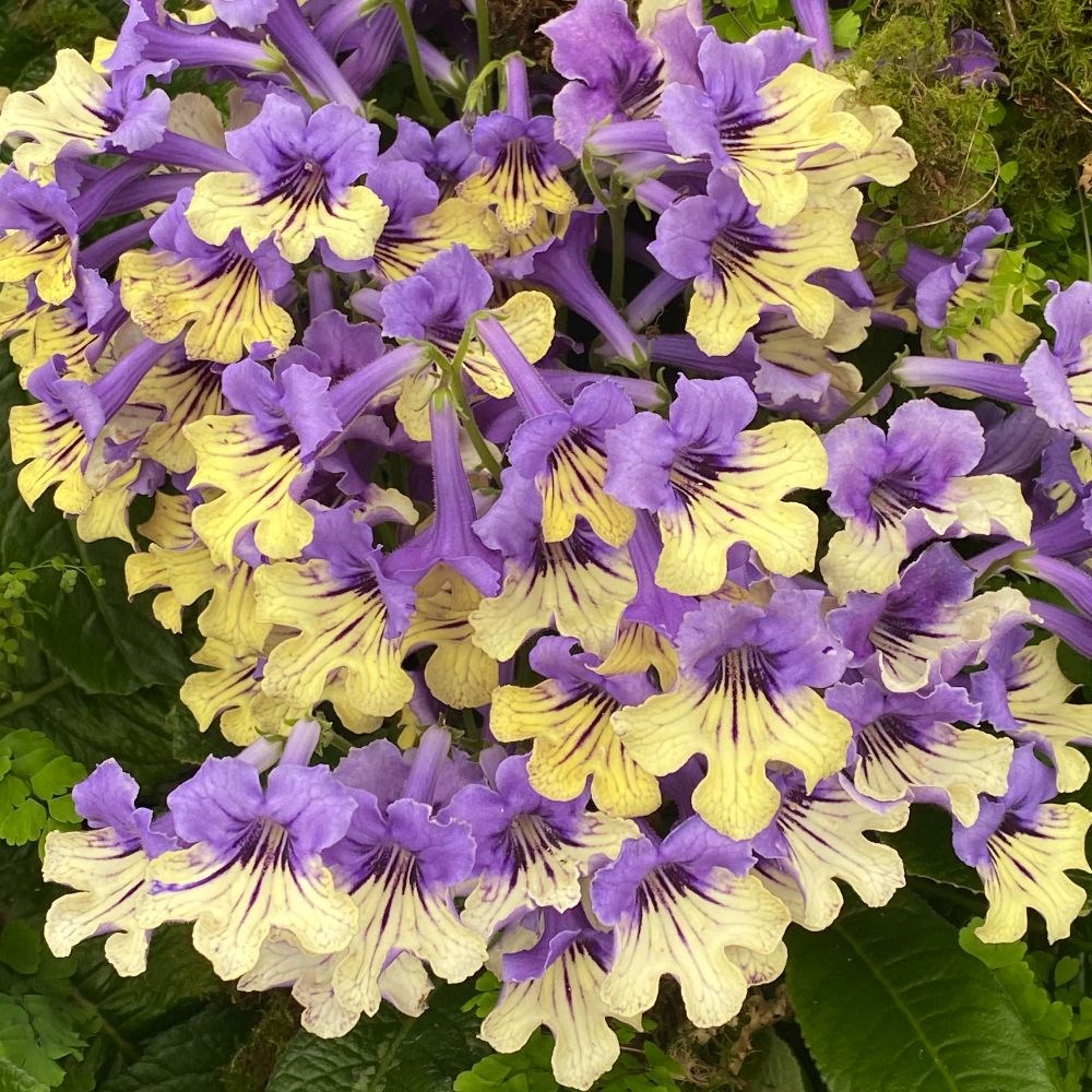 <i>Streptocarpus</i> 'Alexis'