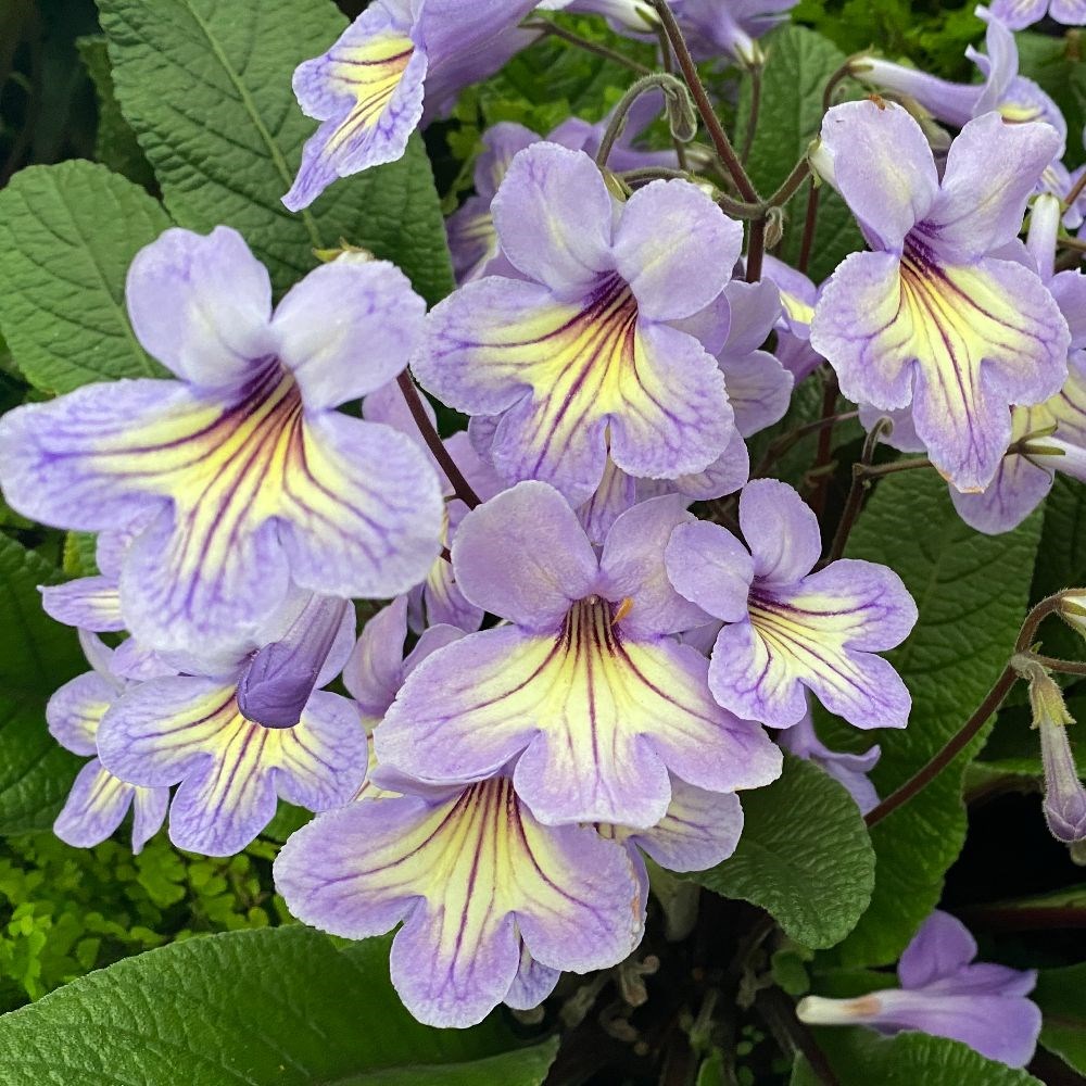 <i>Streptocarpus</i> 'Abigail'