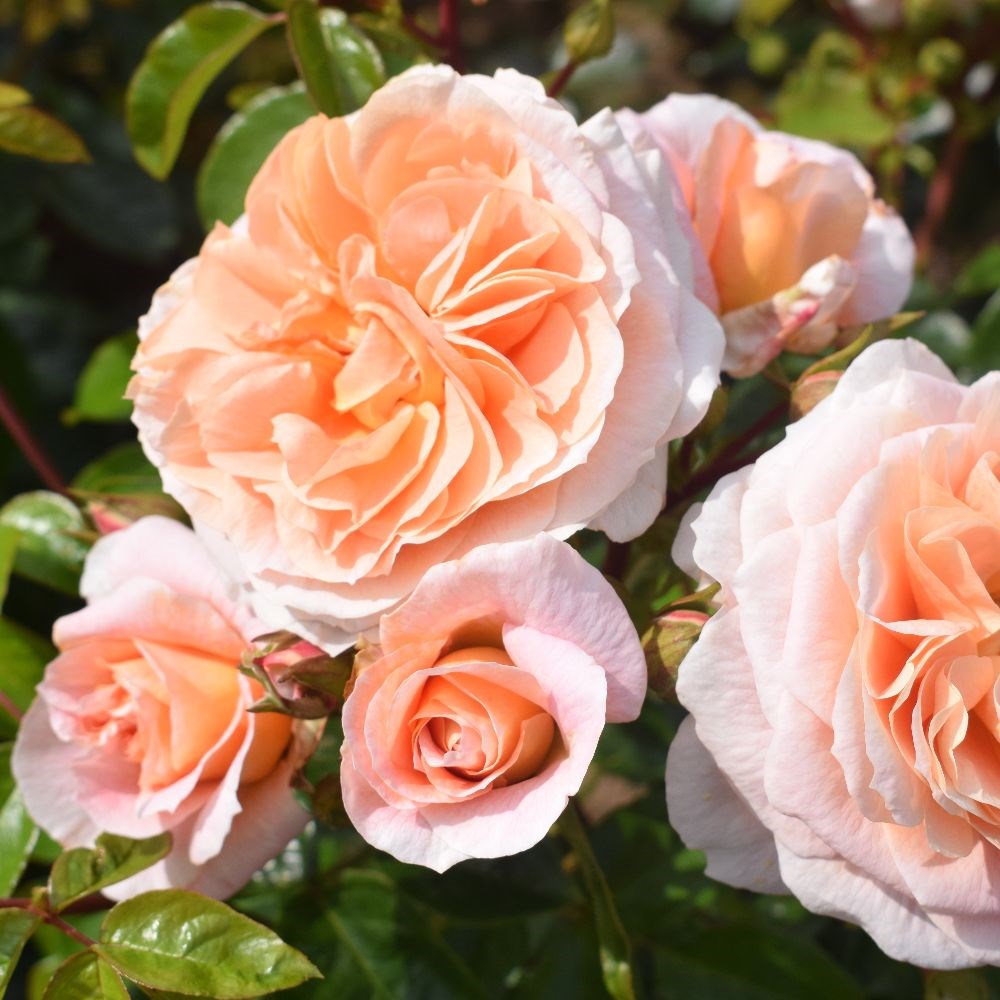 <i>Rosa</i> <b class=small-caps>It's A Wonderful Life</b> ('Dictwix') (PBR) | Floribunda Bush Rose