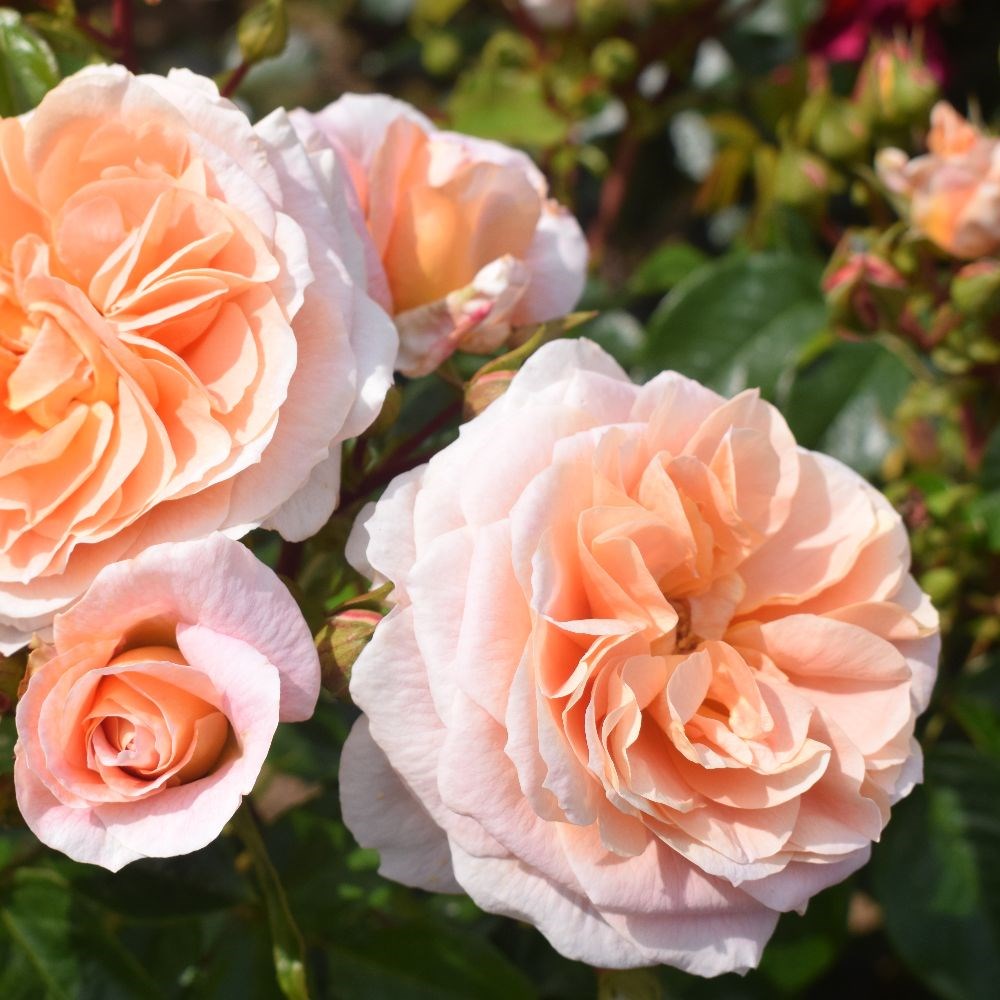 <i>Rosa</i> <b class=small-caps>It's A Wonderful Life</b> ('Dictwix') (PBR) | Floribunda Bush Rose
