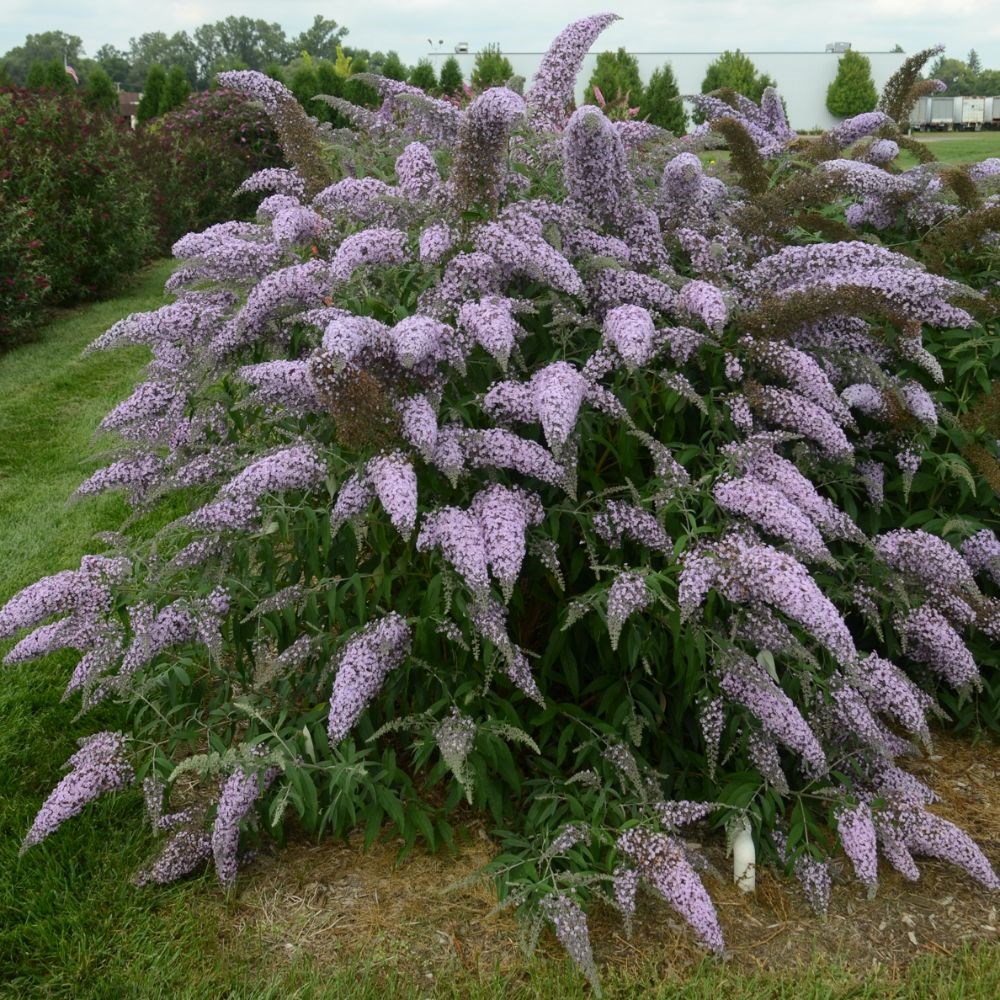 <i>Buddleja davidii</i> 'Grand Cascade'