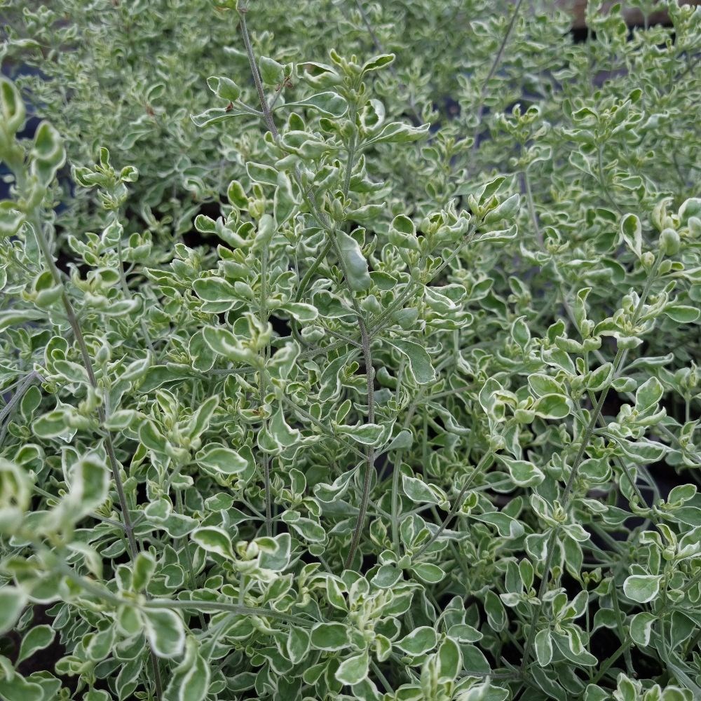 <i>Prostanthera ovalifolia</i> 'Variegata'