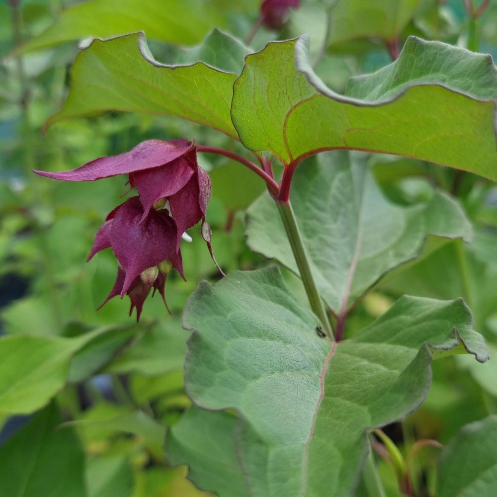 <i>Leycesteria formosa</i> 'Purple Rain'