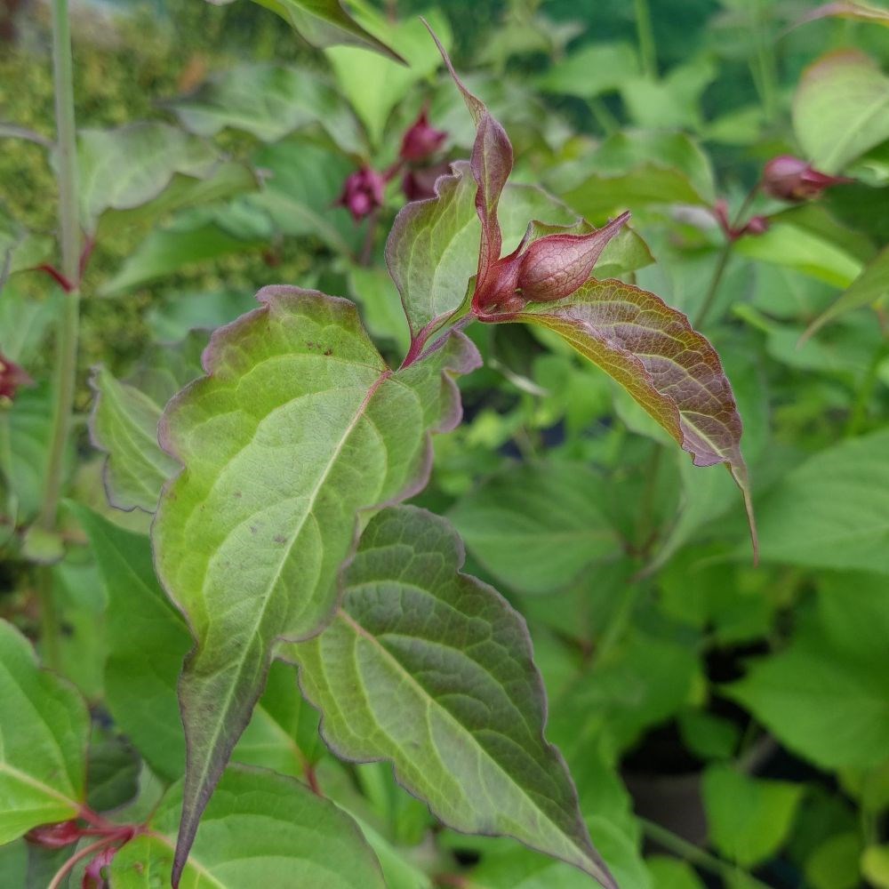 <i>Leycesteria formosa</i> 'Purple Rain'