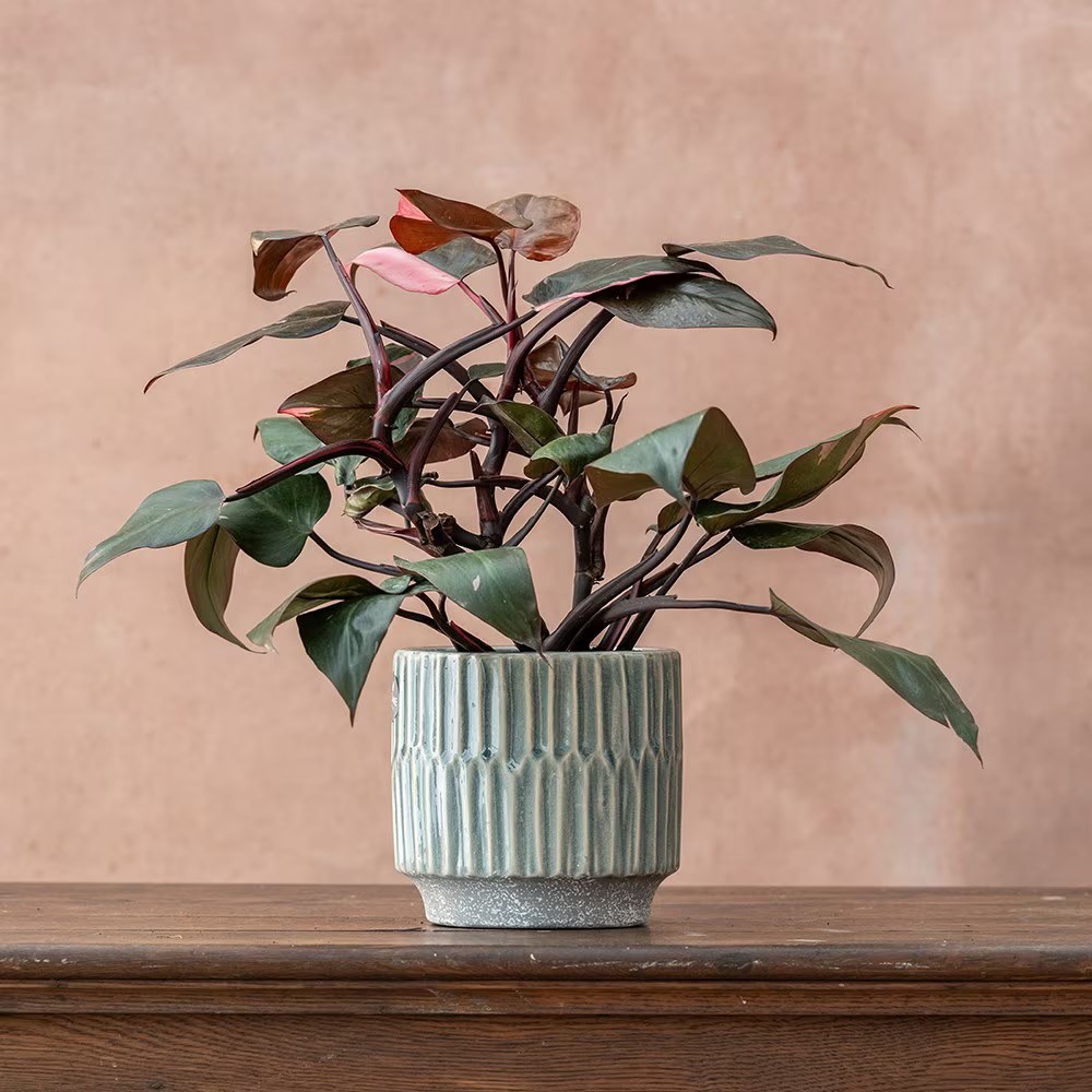 <i>Philodendron</i> 'Pink Princess'