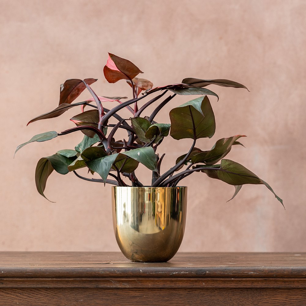 <i>Philodendron</i> 'Pink Princess'