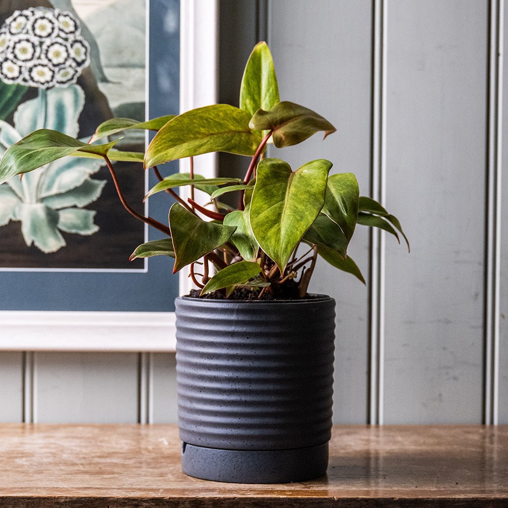 <i>Philodendron</i> 'Painted Lady'