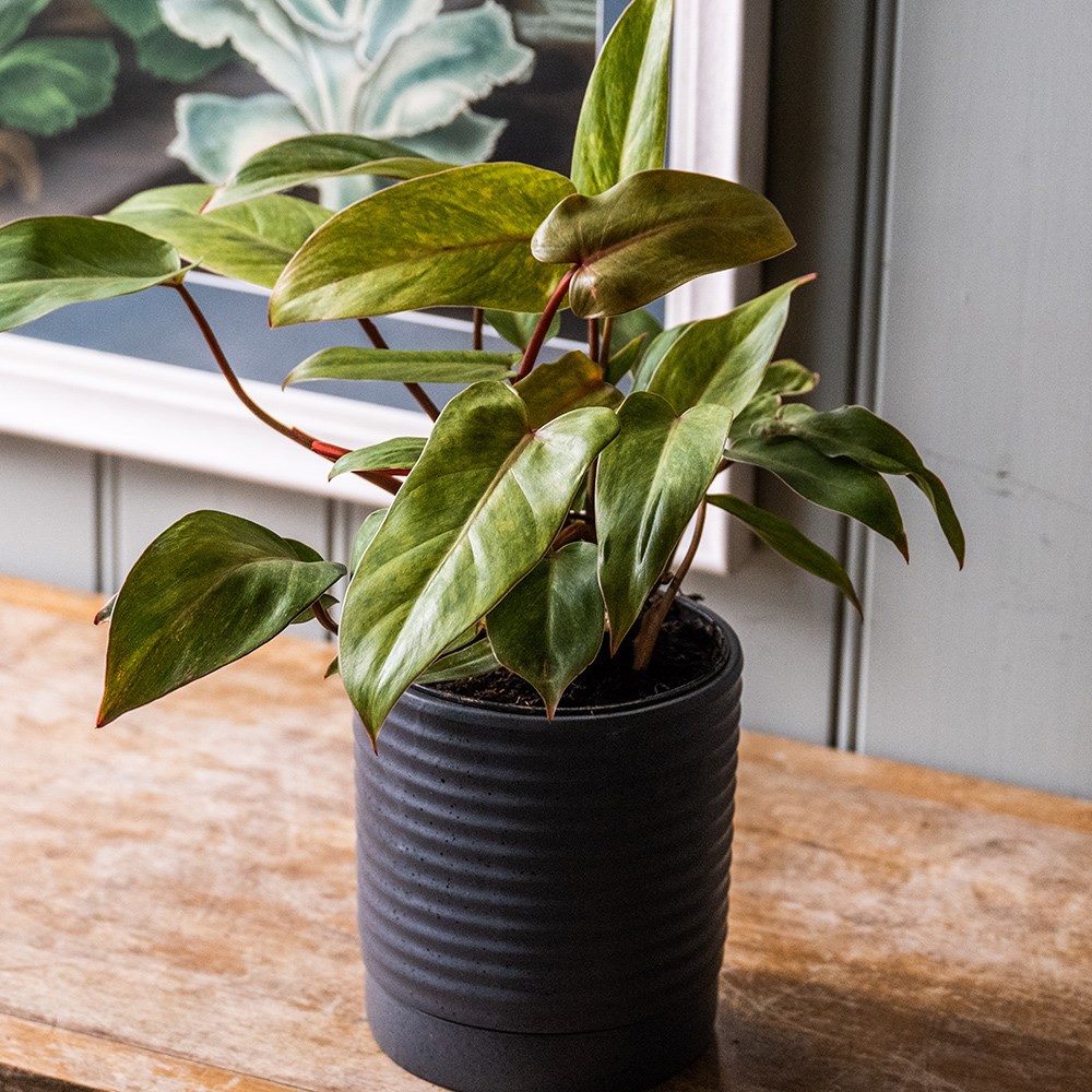 <i>Philodendron</i> 'Painted Lady'