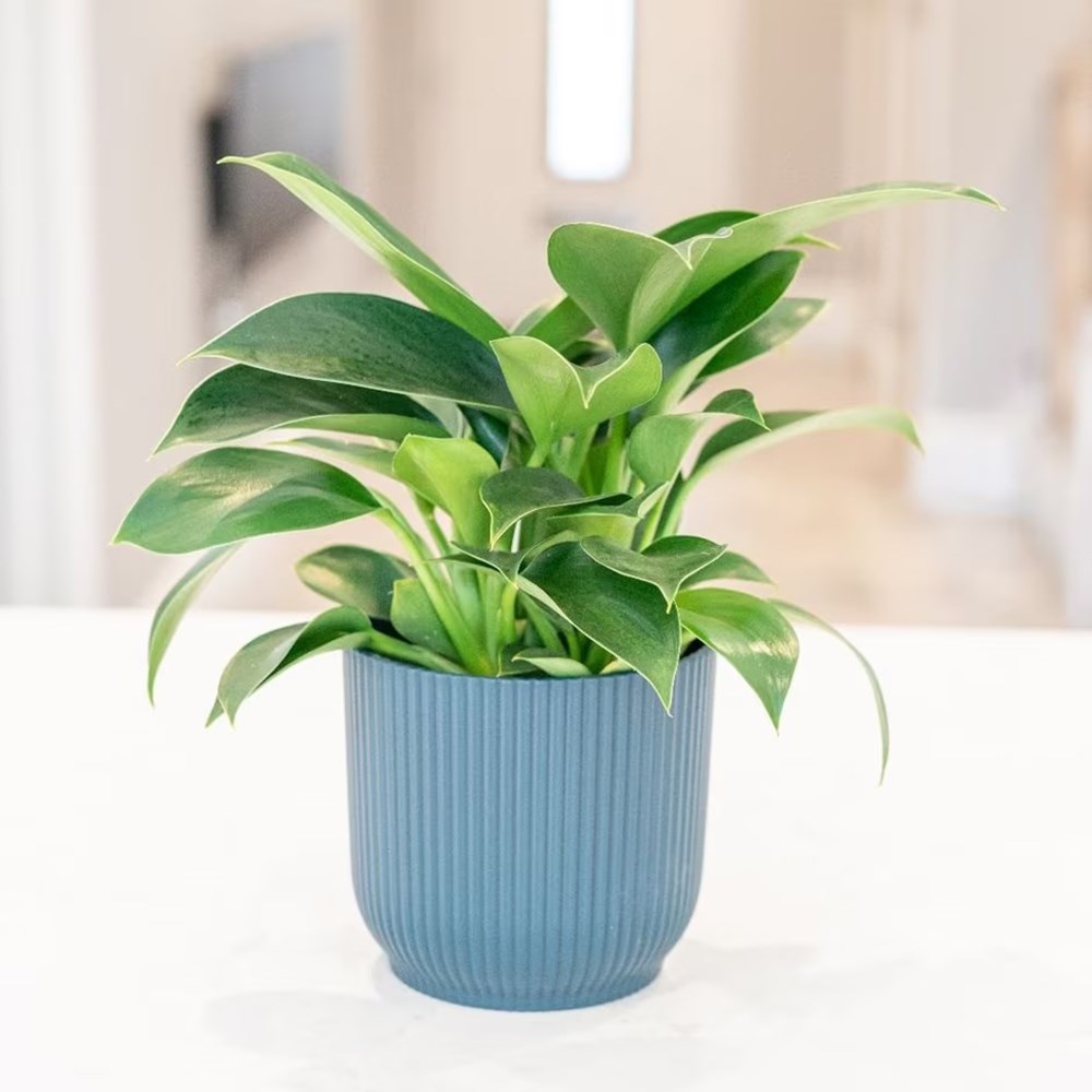 <i>Philodendron</i> 'Green Princess'