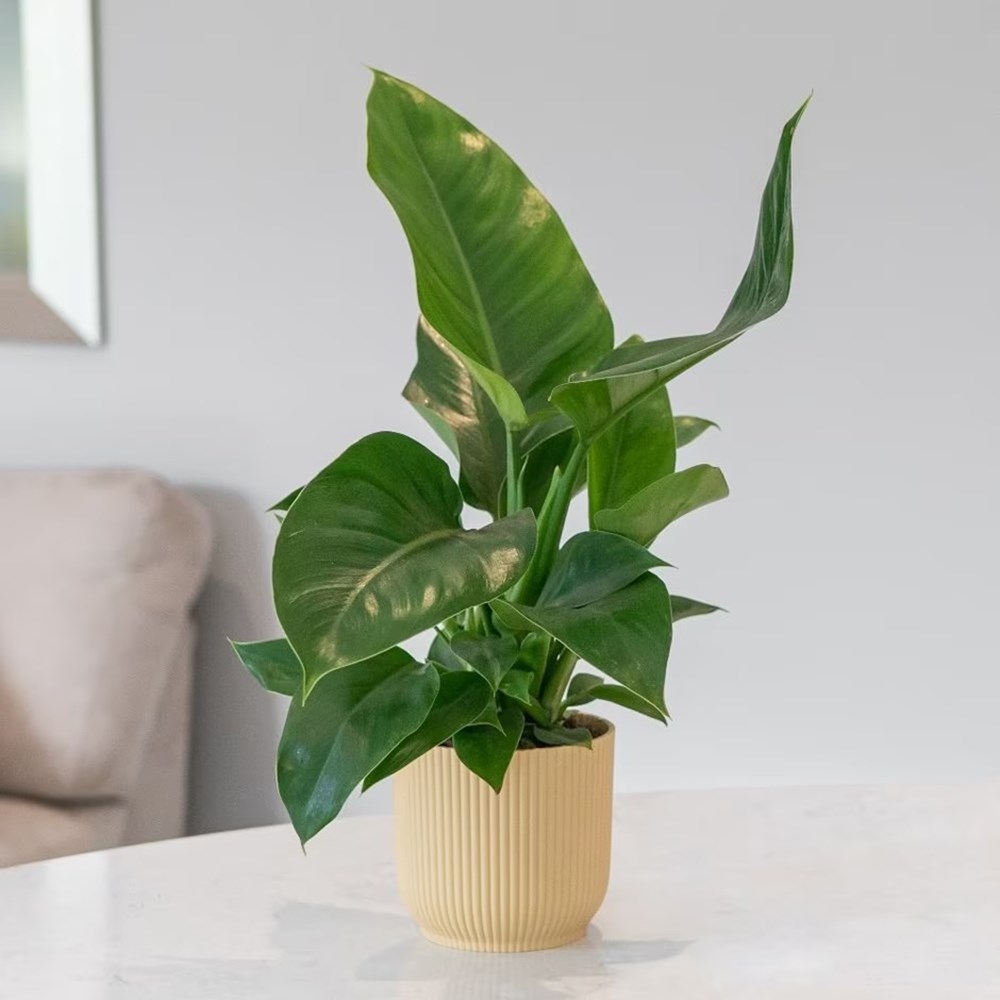 <i>Philodendron</i> 'Green Princess'