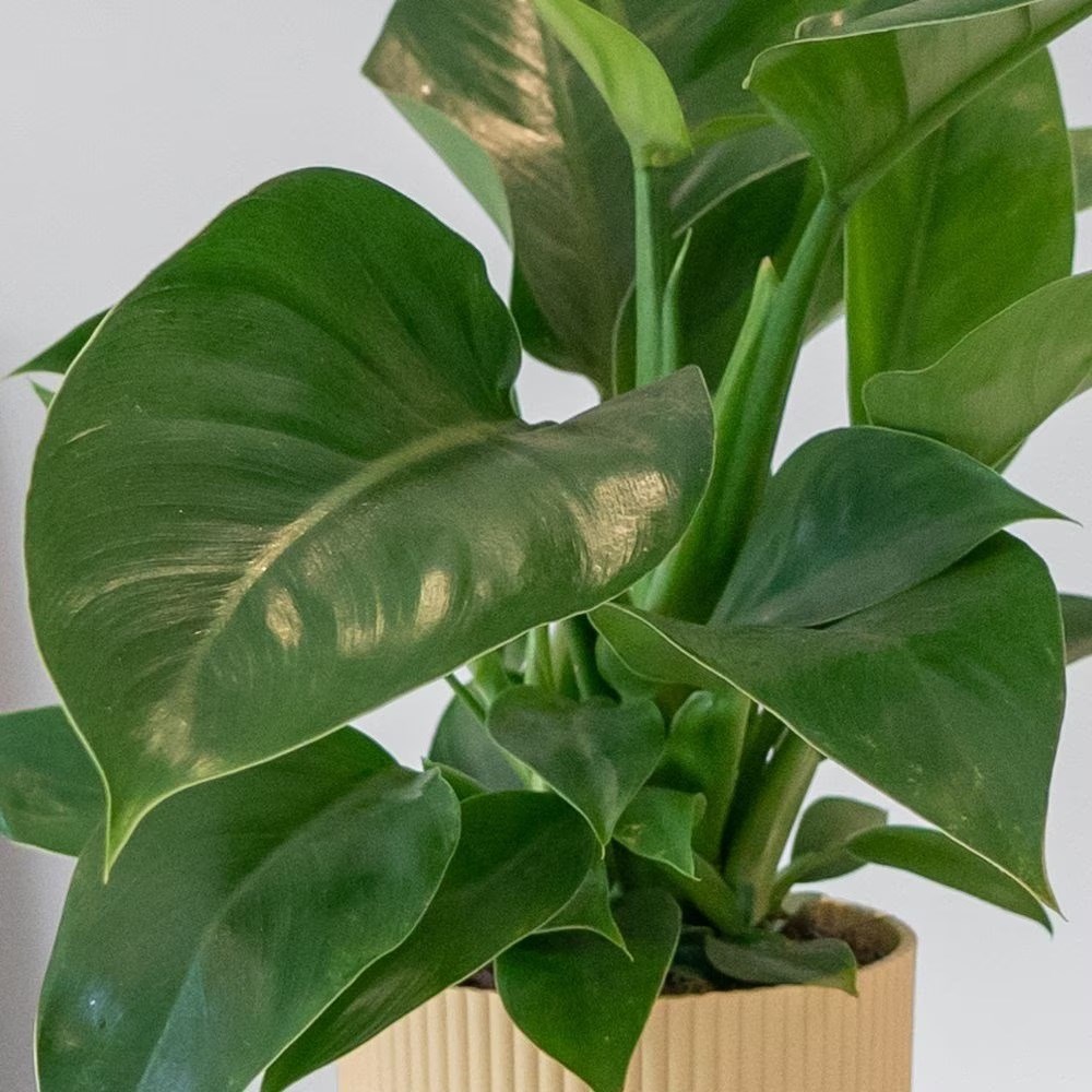 <i>Philodendron</i> 'Green Princess'
