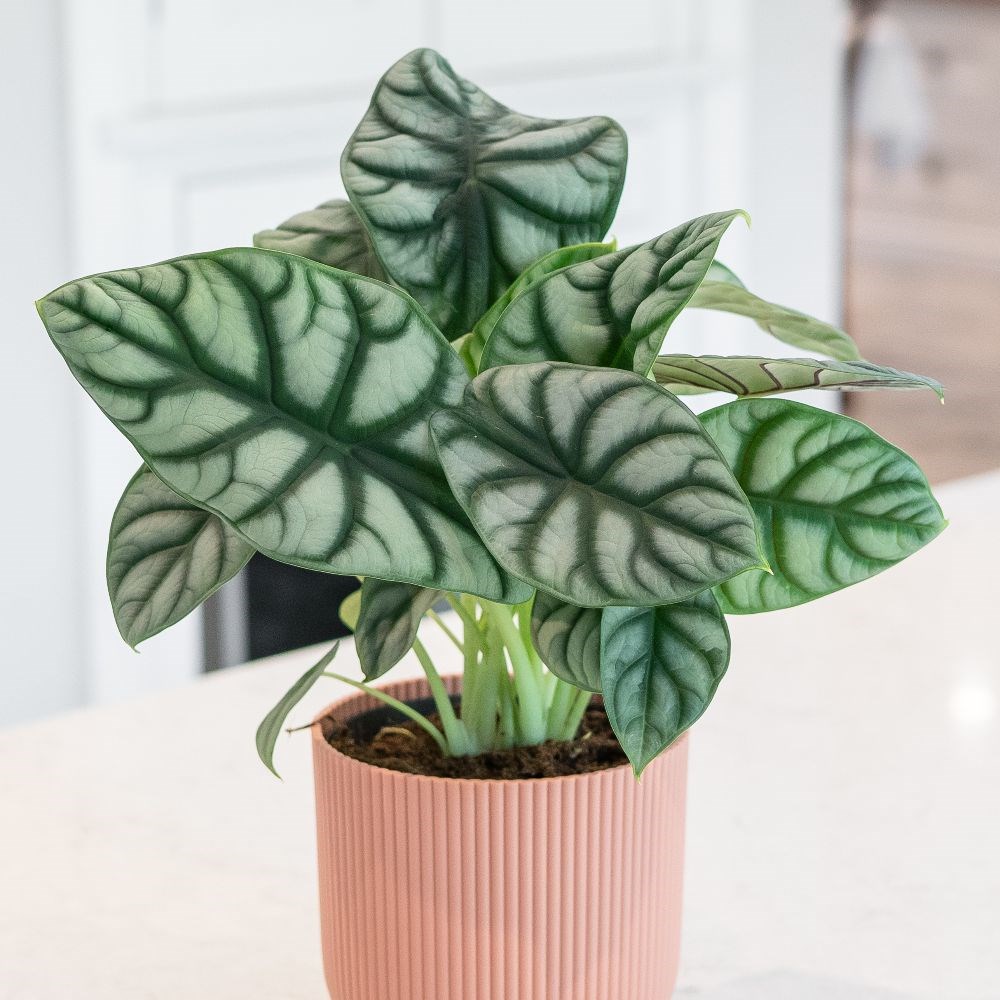 <i>Alocasia</i> 'Silver Dragon'