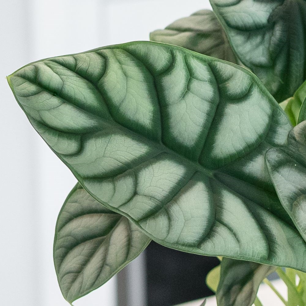<i>Alocasia</i> 'Silver Dragon'