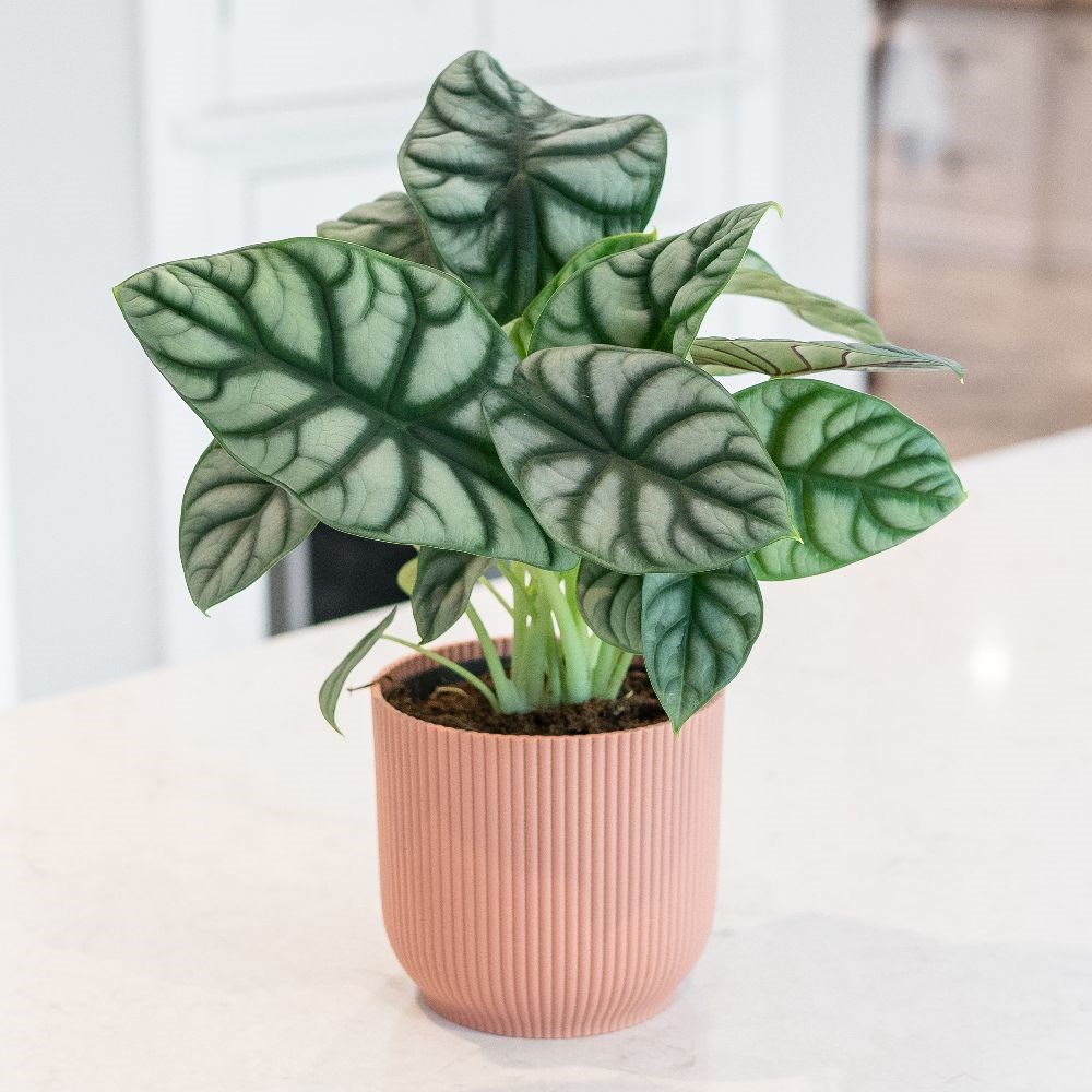 <i>Alocasia</i> 'Silver Dragon'