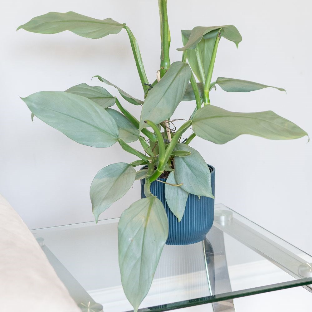 <i>Philodendron</i> 'Silver Queen'