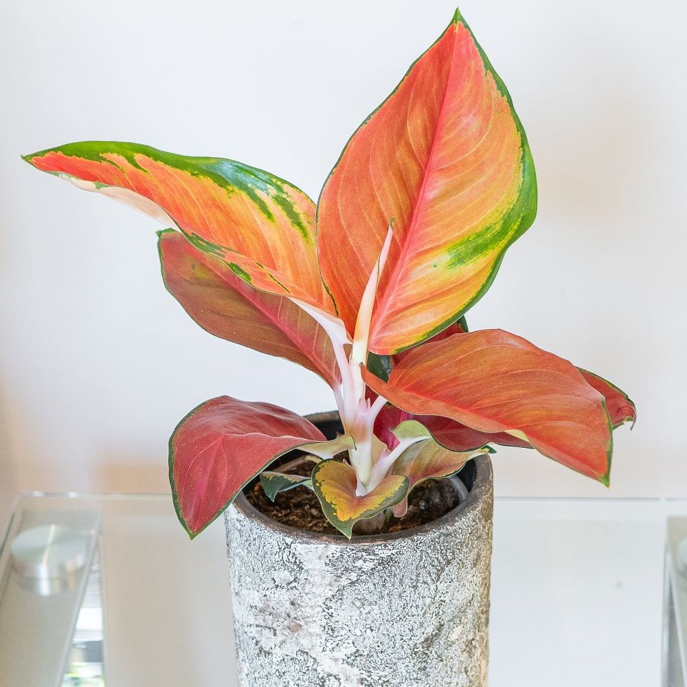 <i>Aglaonema</i> 'Red Star'
