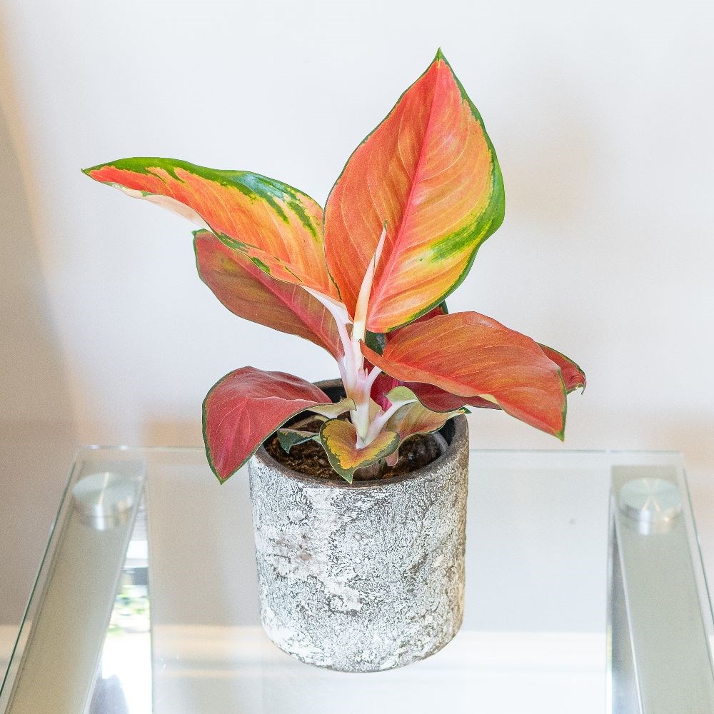 <i>Aglaonema</i> 'Red Star'