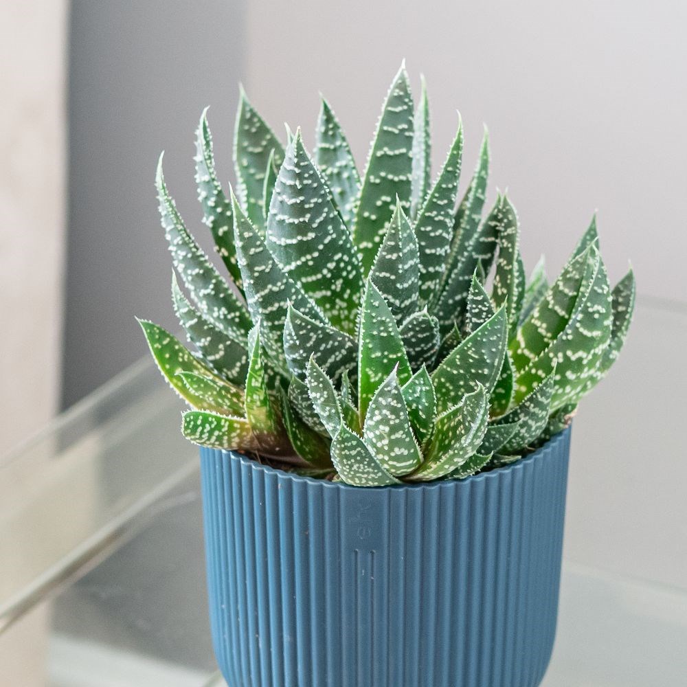<i>Gasteraloe</i> 'Apollo'