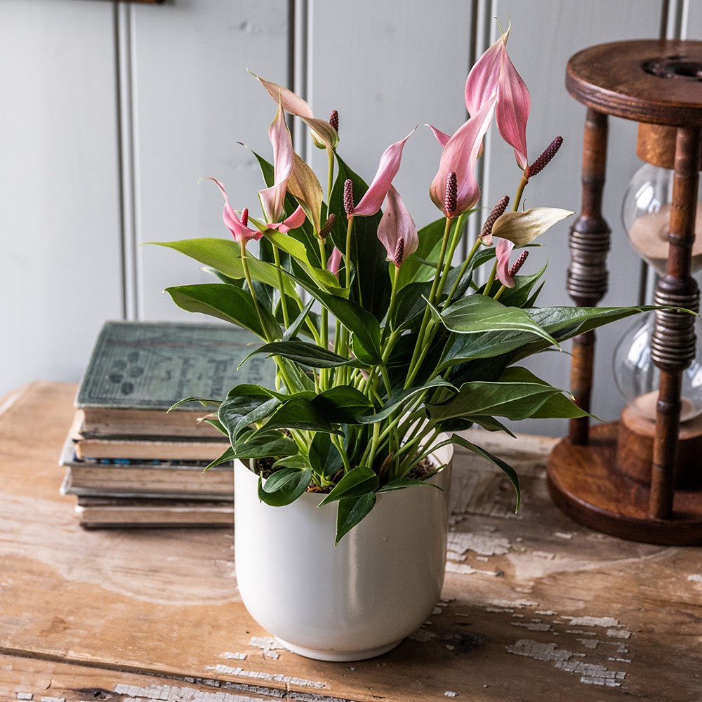 Anthurium Champion Lilli | Houseplant