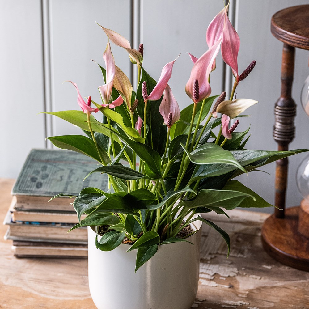 Anthurium Champion Lilli | Houseplant