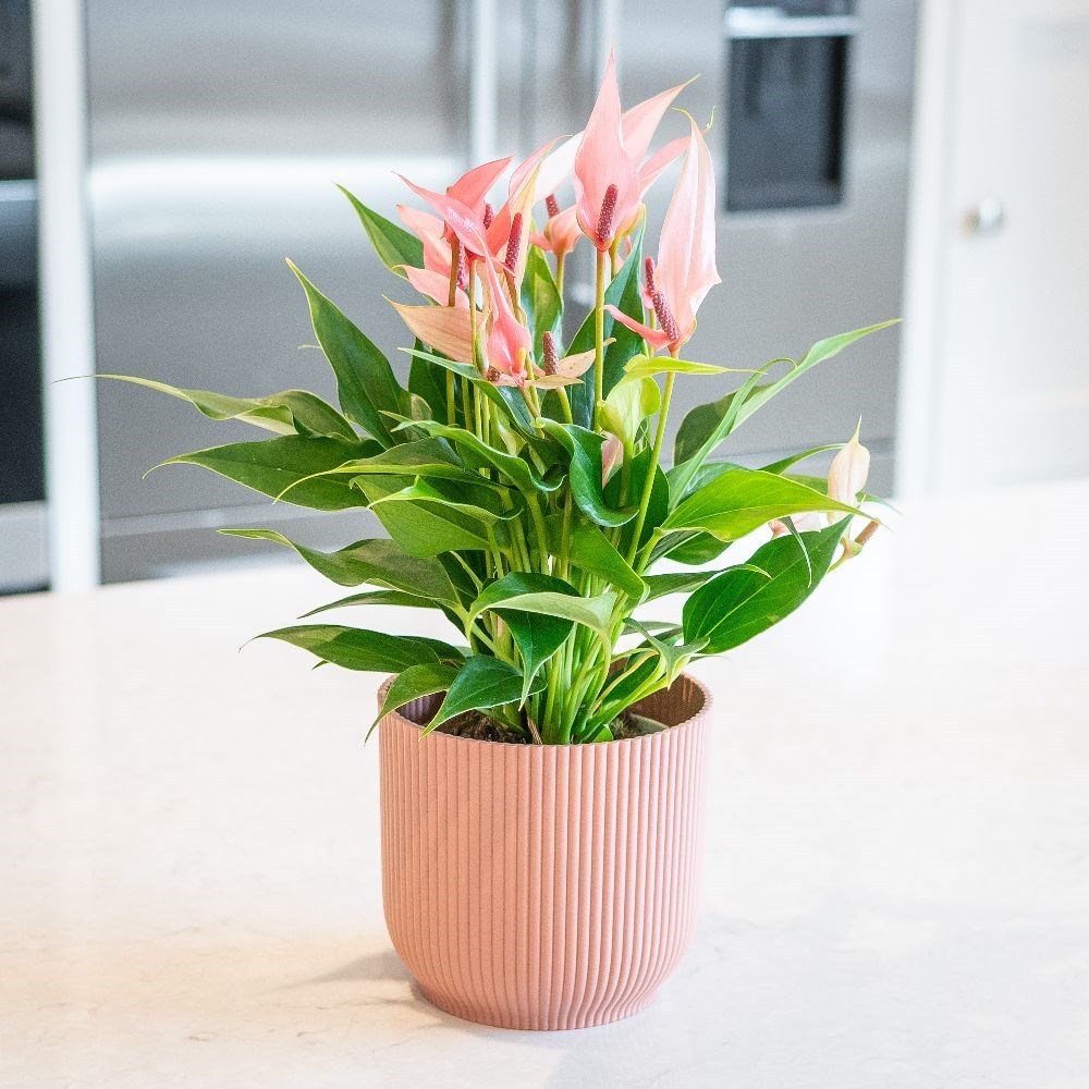 Anthurium Champion Lilli | Houseplant