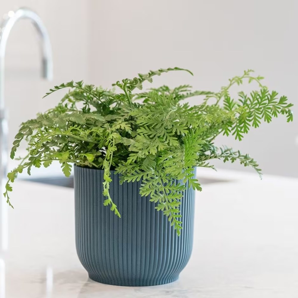 <i>Asplenium</i> 'Parvati'