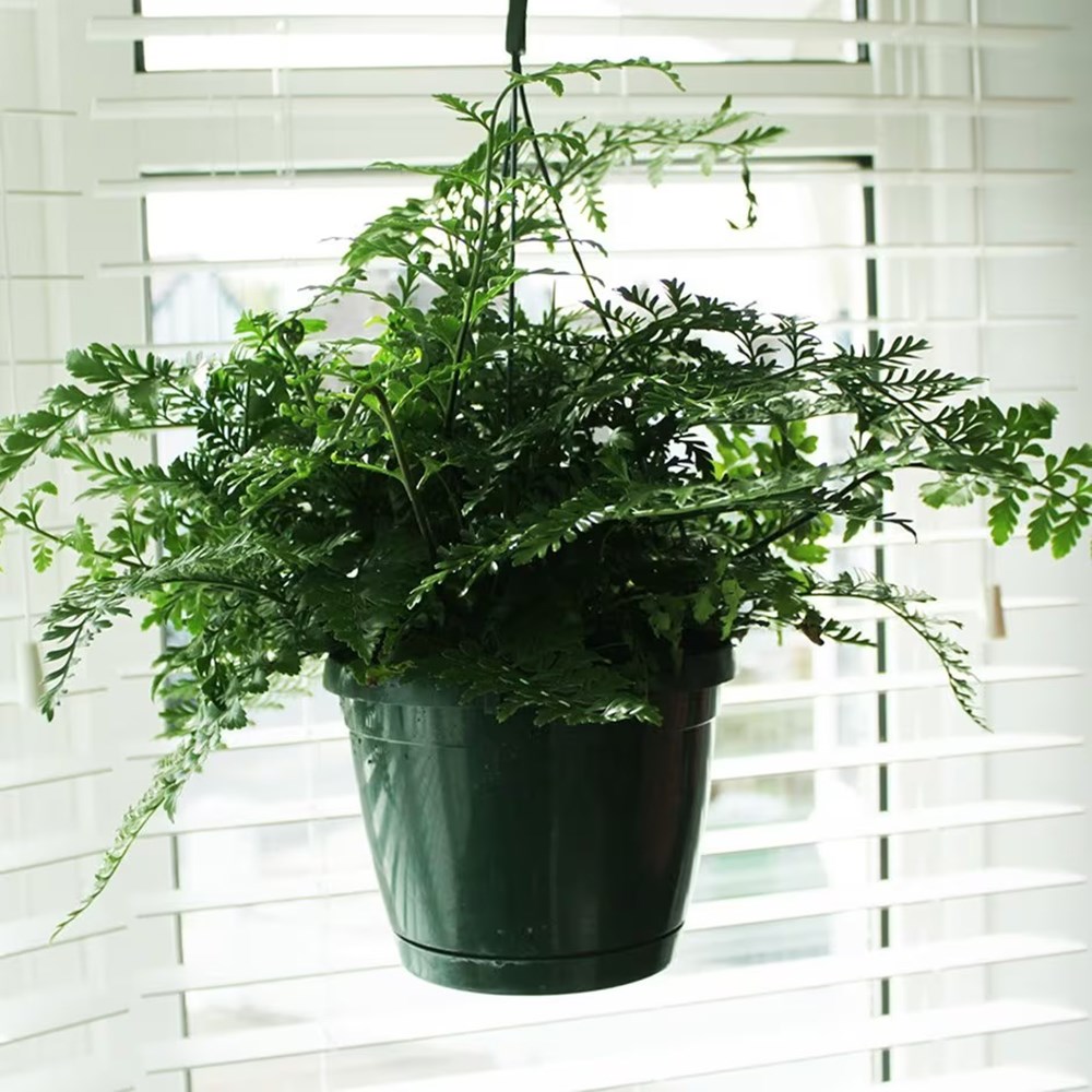 <i>Asplenium</i> 'Parvati'