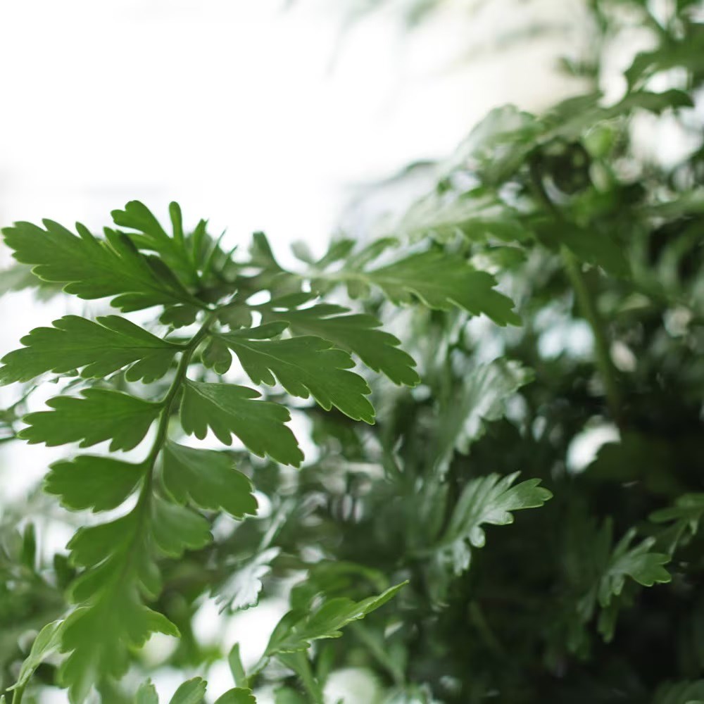<i>Asplenium</i> 'Parvati'